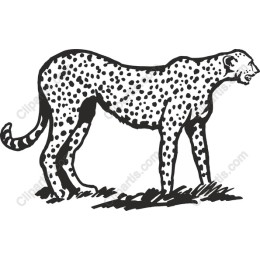 Fierce Leopard