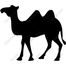 Camel