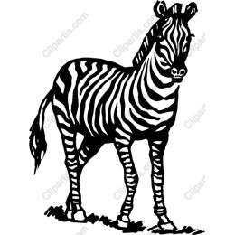Hand-Drawn Zebra