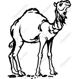 Majestic Camel