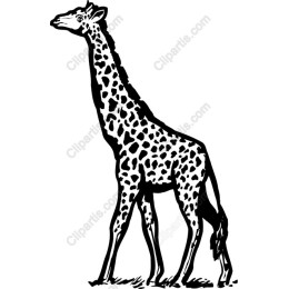 Giraffes