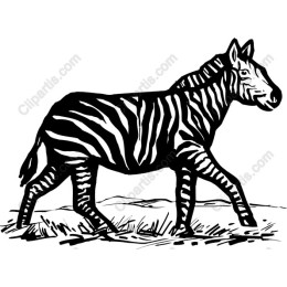 Majestic Zebra in Black and White