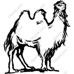 Majestic Black-and-White Camel
