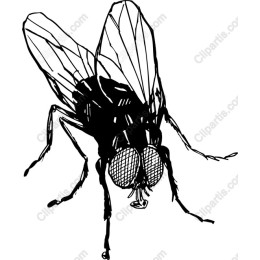 Elegant Black and White Fly