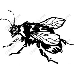 Bee - Black and White Art