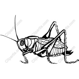 Cricket