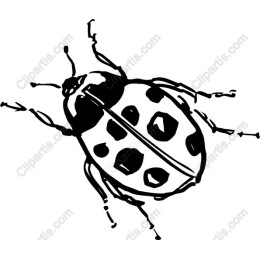 Charming Ladybug