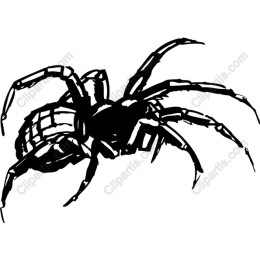 Spider Graphic