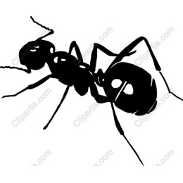 Black Ant