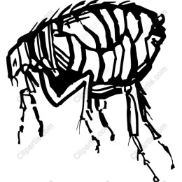Stylized Flea