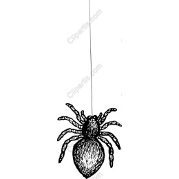 Intricate Hanging Spider