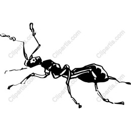 Stylized Black and White Ant