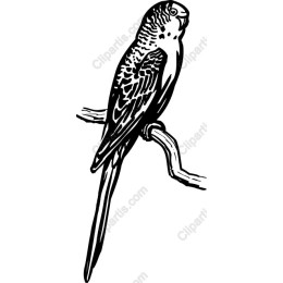 Perched Budgerigar