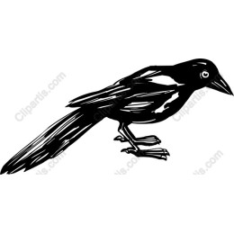 Elegant Magpie in Black