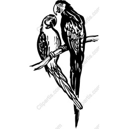 Elegant Parrot Pair