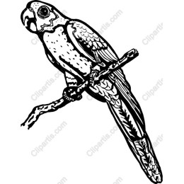 Elegant Parrot