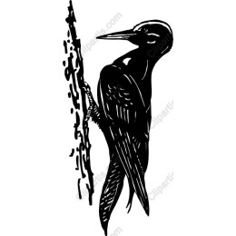 Woodpecker