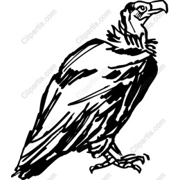 Vulture