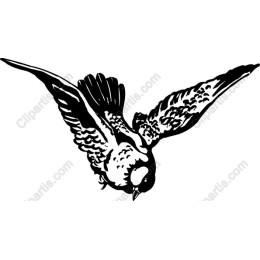 Soaring Bird