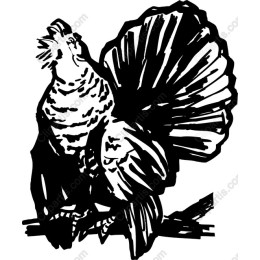 Proud Rooster