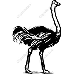 Black and White Ostrich