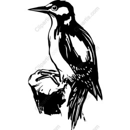 Elegant Woodpecker