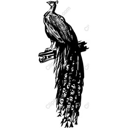 Black and White Peacock