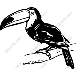Toucan