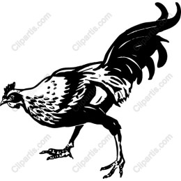 Elegant Black and White Chicken
