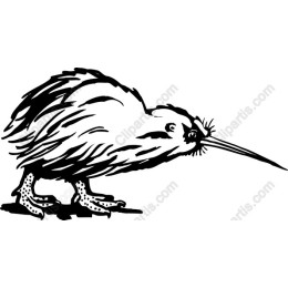 Kiwi Bird