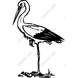 Elegant Stork