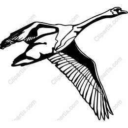 Elegant Swan in Flight