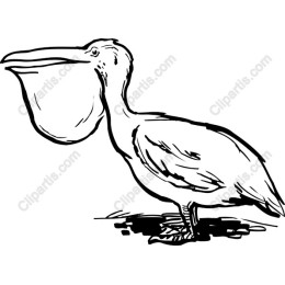 Majestic Pelican