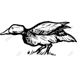 Duck in Flight