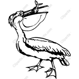 Pelican