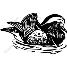 Elegant Bird