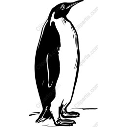 Elegant Penguin