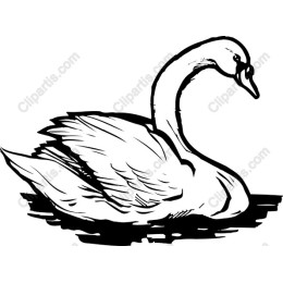Elegant Swan