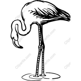 Elegant Flamingo