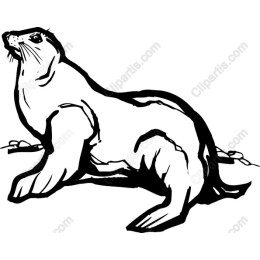 Charming Seal