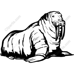 Walrus