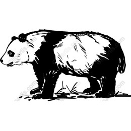 Panda - Wildlife Art