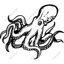 Elegant Octopus
