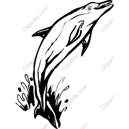Playful Dolphin
