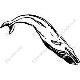 Majestic Whale
