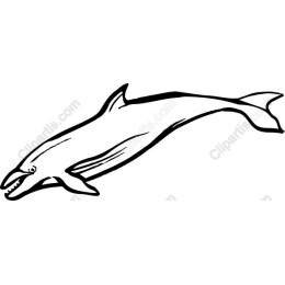 Majestic Whale