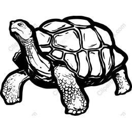 Tortoise