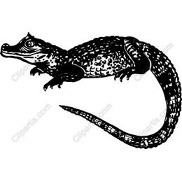 Crocodile