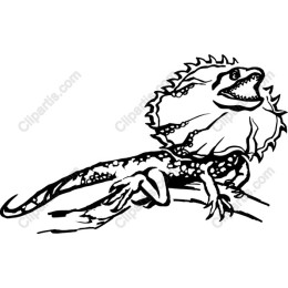 Bearded Dragon