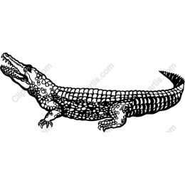 Elegant Black and White Crocodile